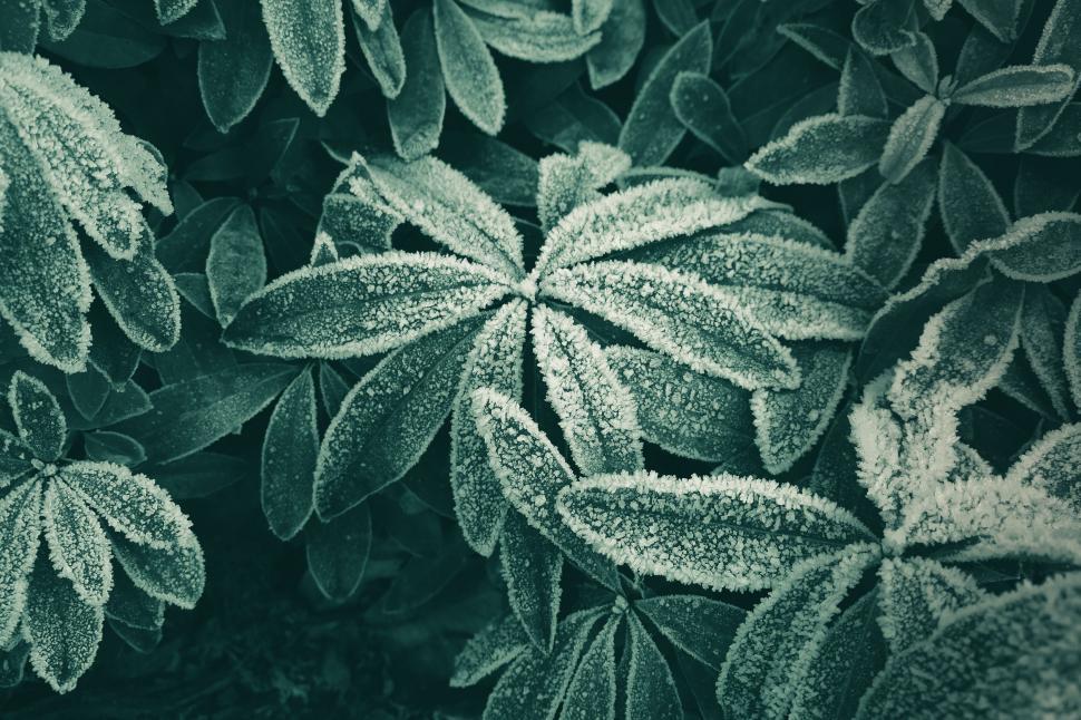 Free Image of Frosted leaves in a chilly morning scene 