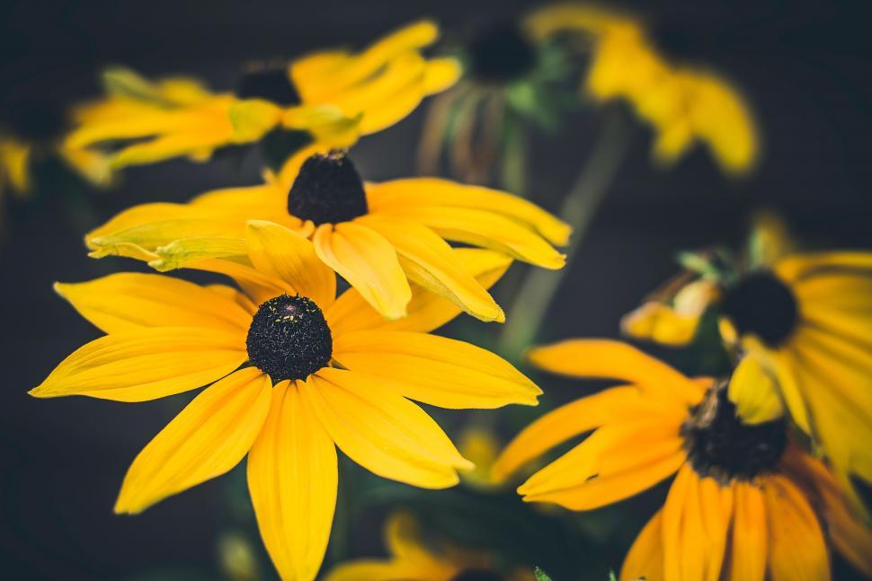 Free Image of Close-up of vibrant yellow coneflowers 