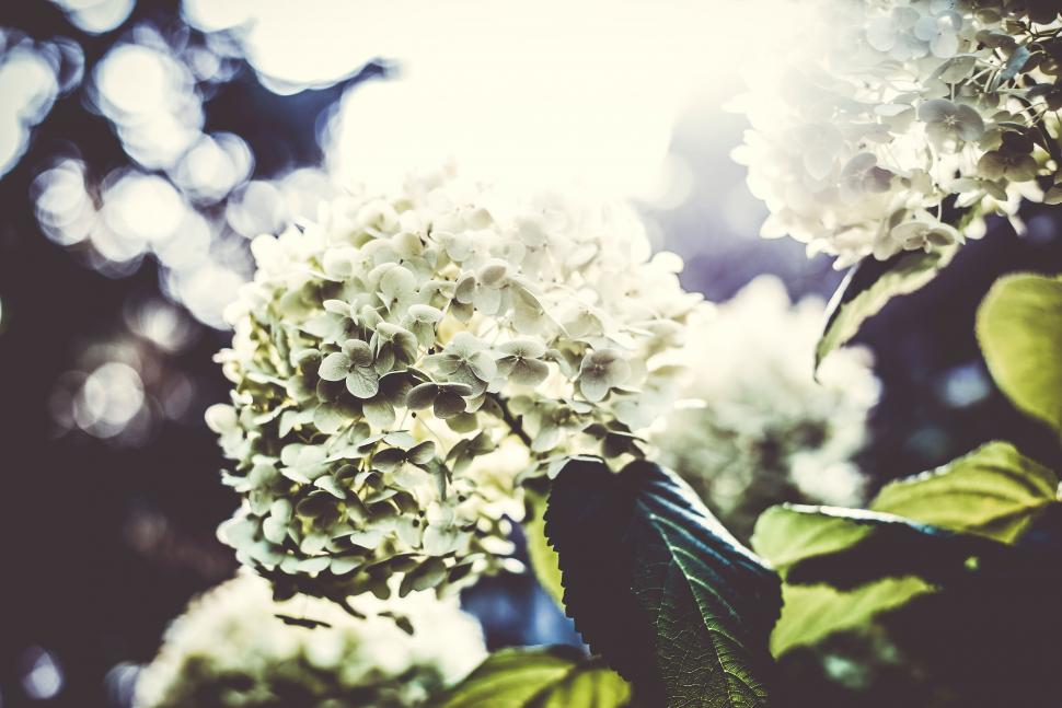 Free Image of Delicate white hydrangeas in soft light 