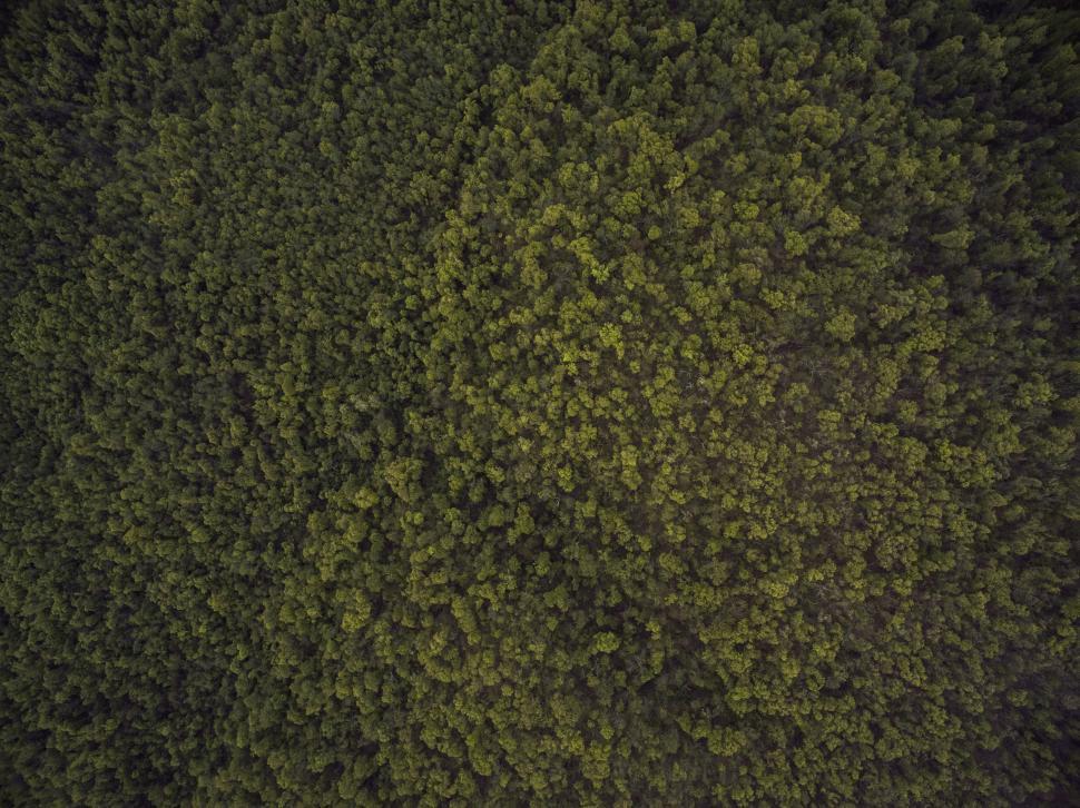 Free Image of Aerial view of dense green forest canopy 