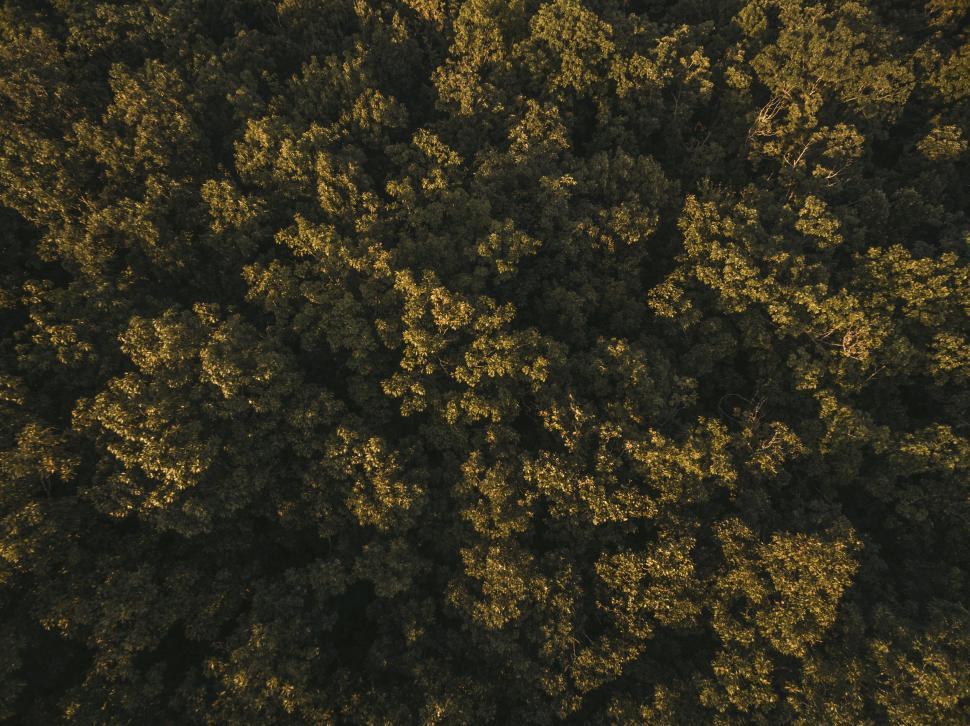 Free Image of Overhead shot of dense green forest texture 