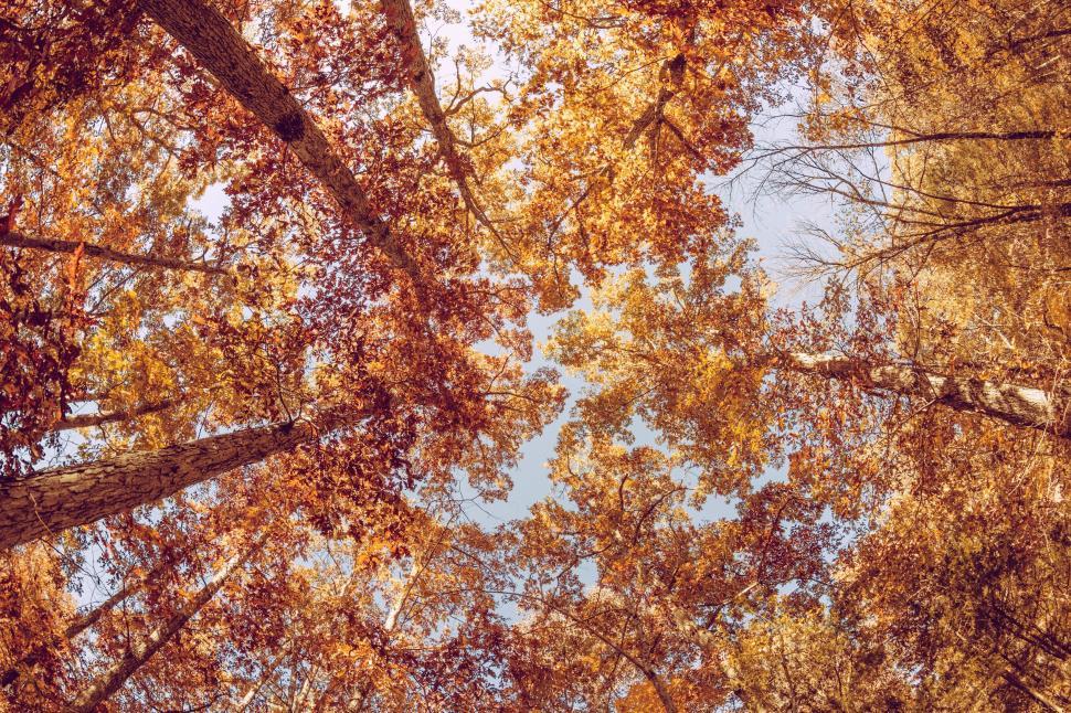 Free Image of Looking up at a canopy of autumn trees 