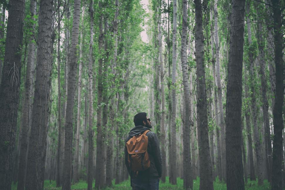 Free Image of Person in a forest looking up at tall trees 