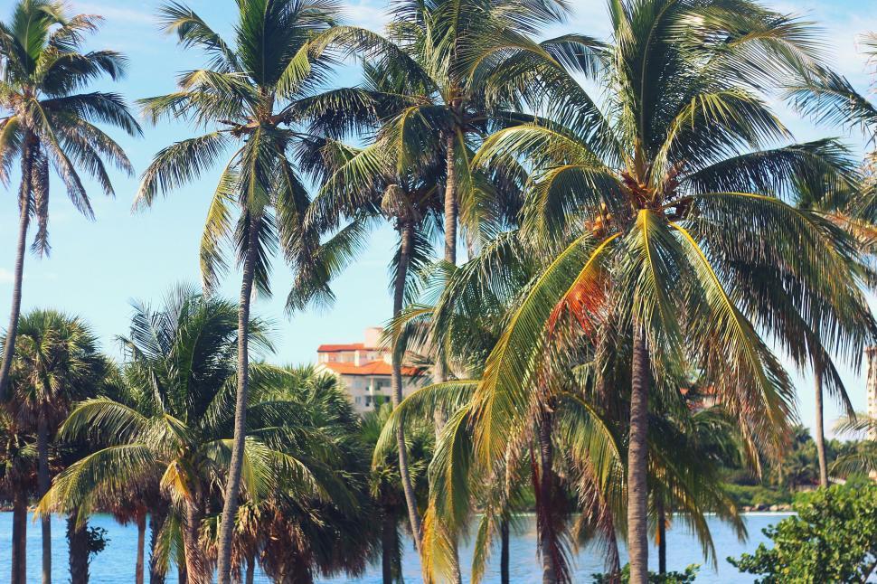 Free Image of Tropical landscape with lush palm trees 