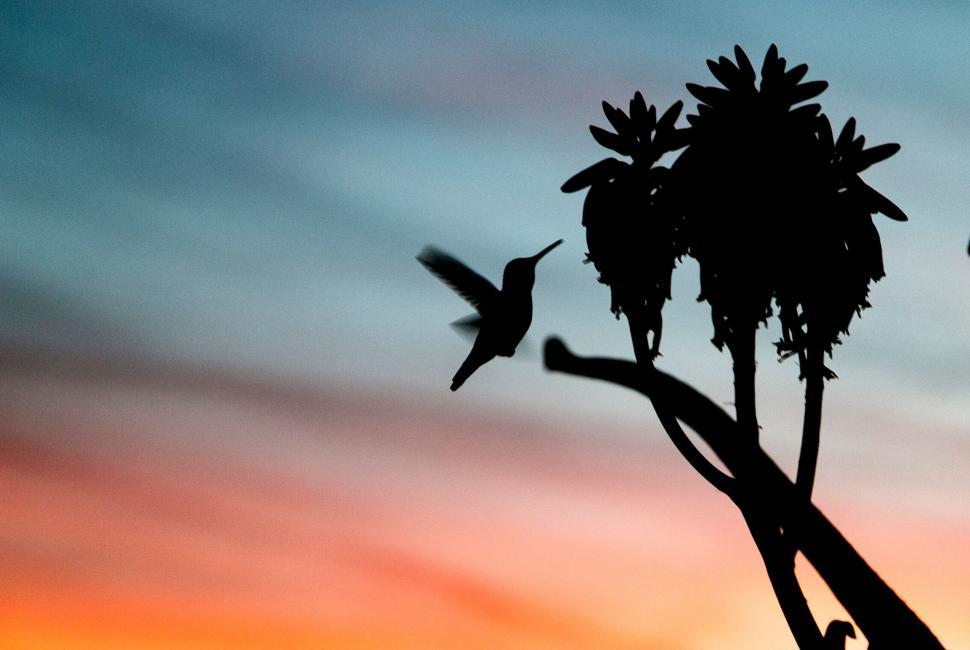 Free Image of Silhouette of hummingbird at sunset 