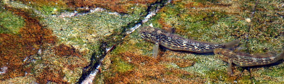 Free Image of Klipvis 