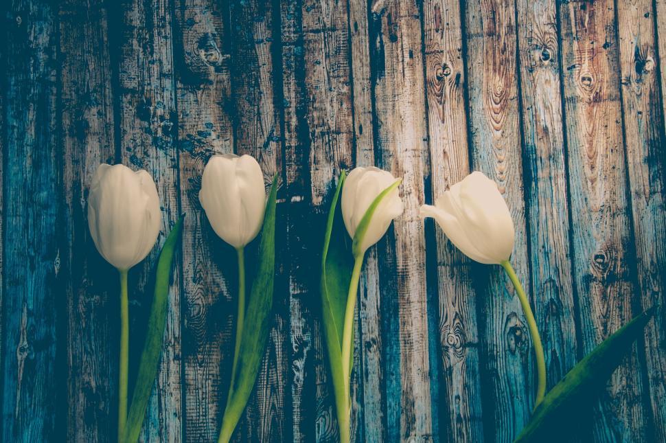 Free Image of White tulips on rustic blue wooden background 