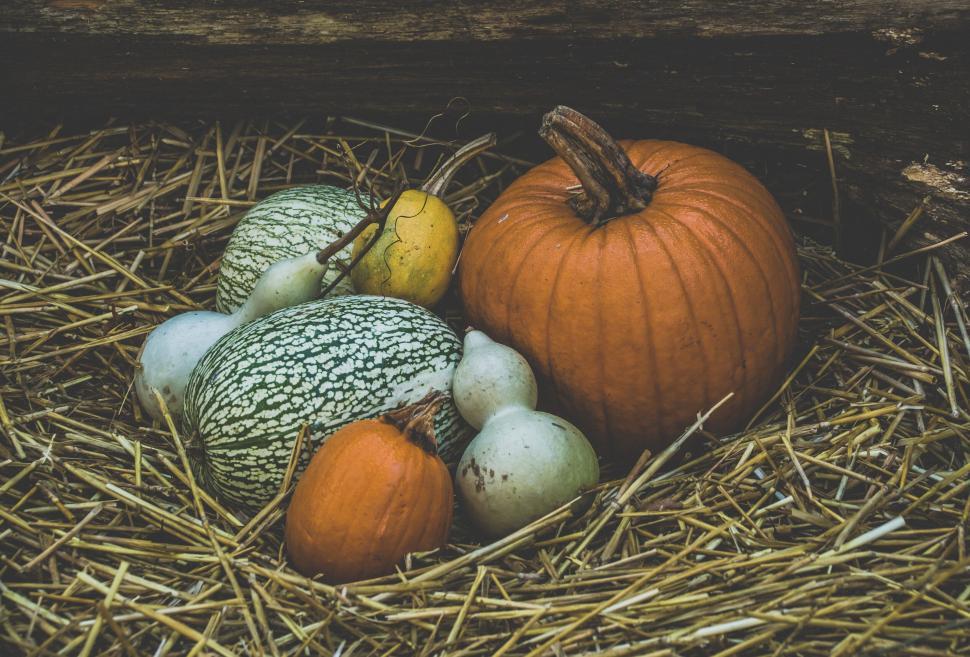 Free Image of Assortment of pumpkins on a bed of straw 