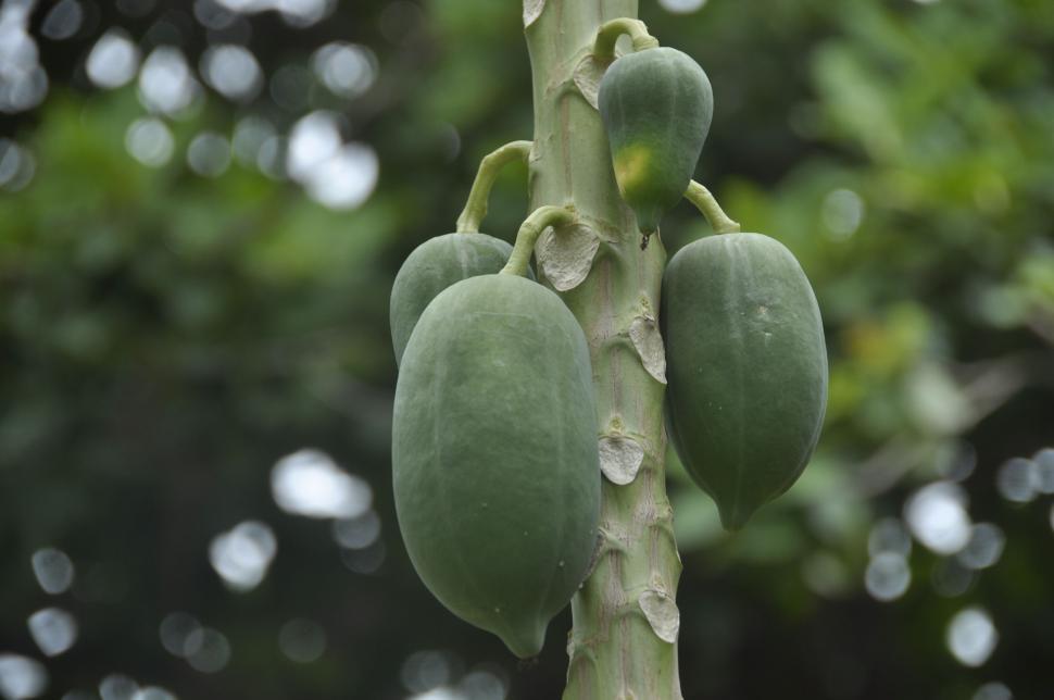 Free Image of Papayas growing on tree in nature 