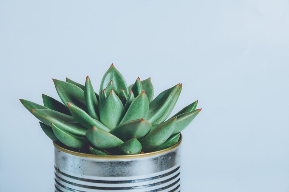 Free Image of Succulent plant in a striped tin can pot 
