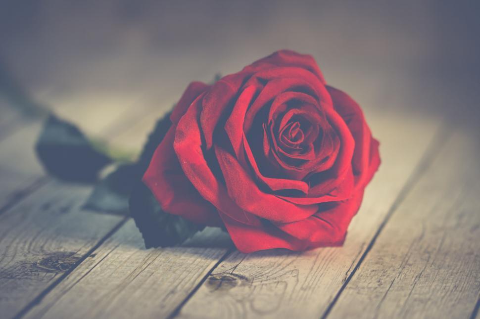 Free Image of Stunning close-up of a vibrant red rose 