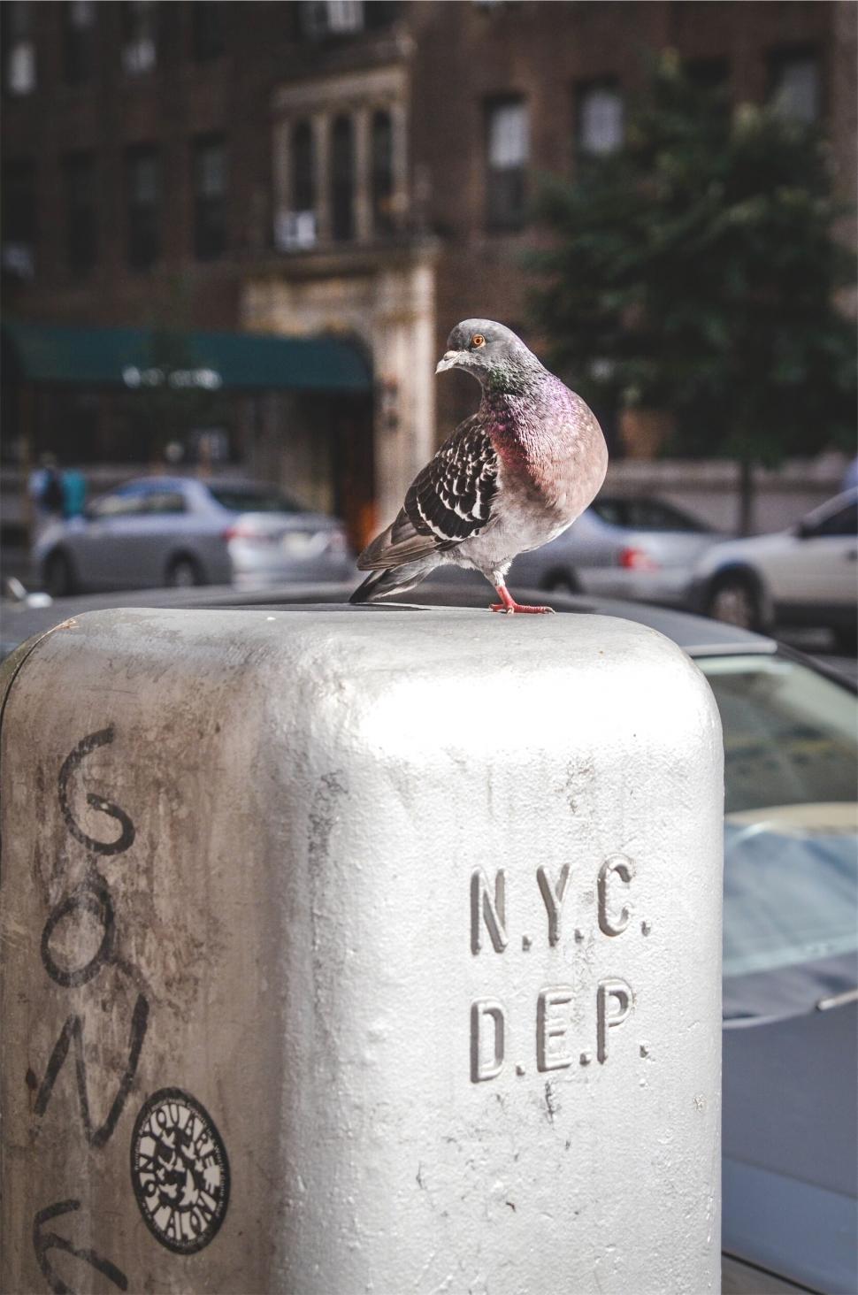 Free Image of Pigeon perched on a New York City post 