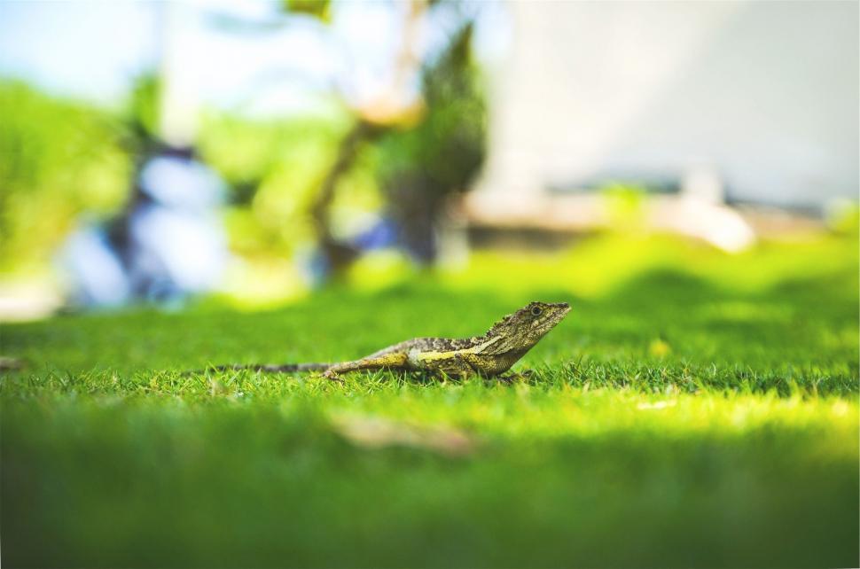 Free Image of Lizard lounging in sunlit grassy field 