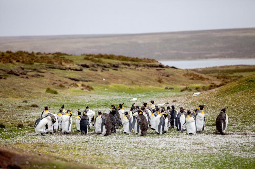 Free Image of King penguins on a grassy field 