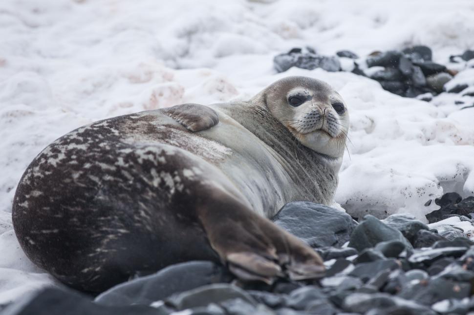 Free Image of Seal resting on snowy beach 