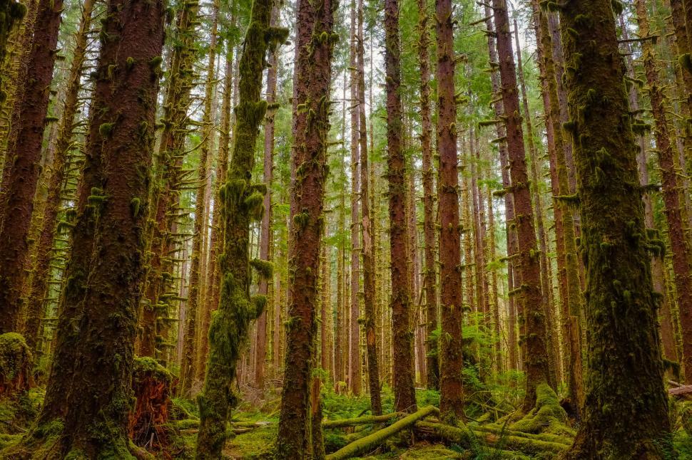 Free Image of Mossy forest with dense tree trunks and greenery 