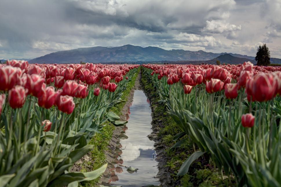 Free Image of Tulip field with dramatic cloudy sky 
