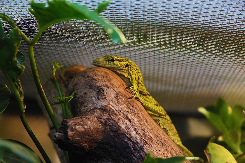 Free Image of Green Lizard in a Tree 