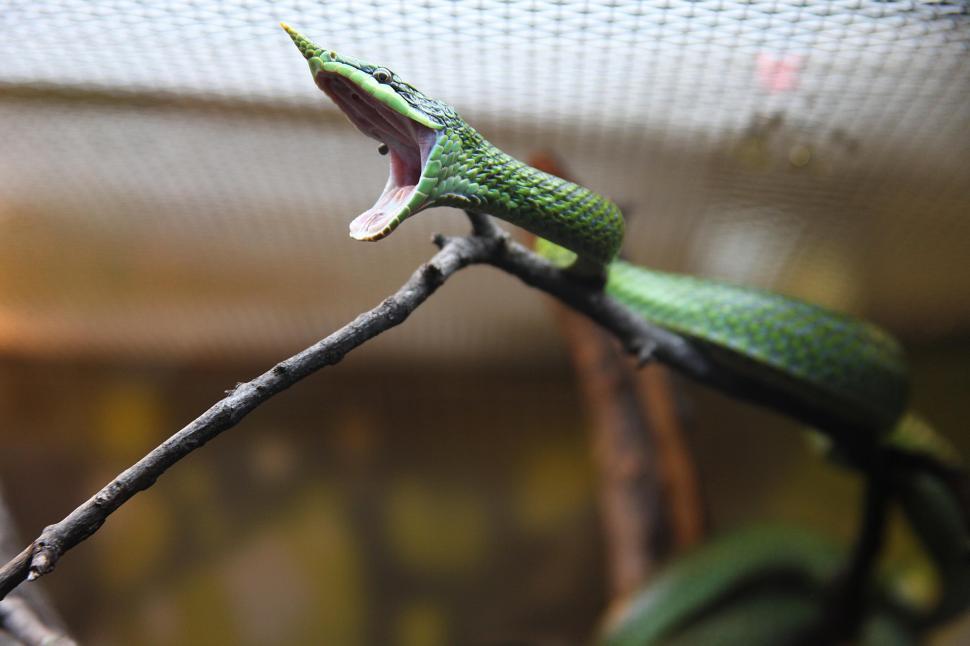 Free Image of Yawning Rhino Ratsnake 