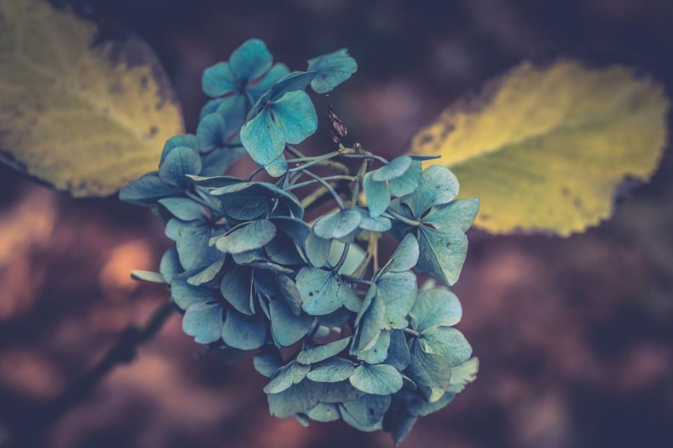 Free Image of Blue hydrangea with yellow leaves against brown 