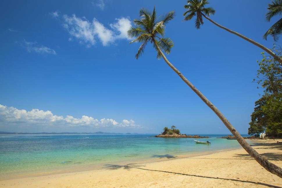 Free Image of Palm trees leaning over tropical beach 