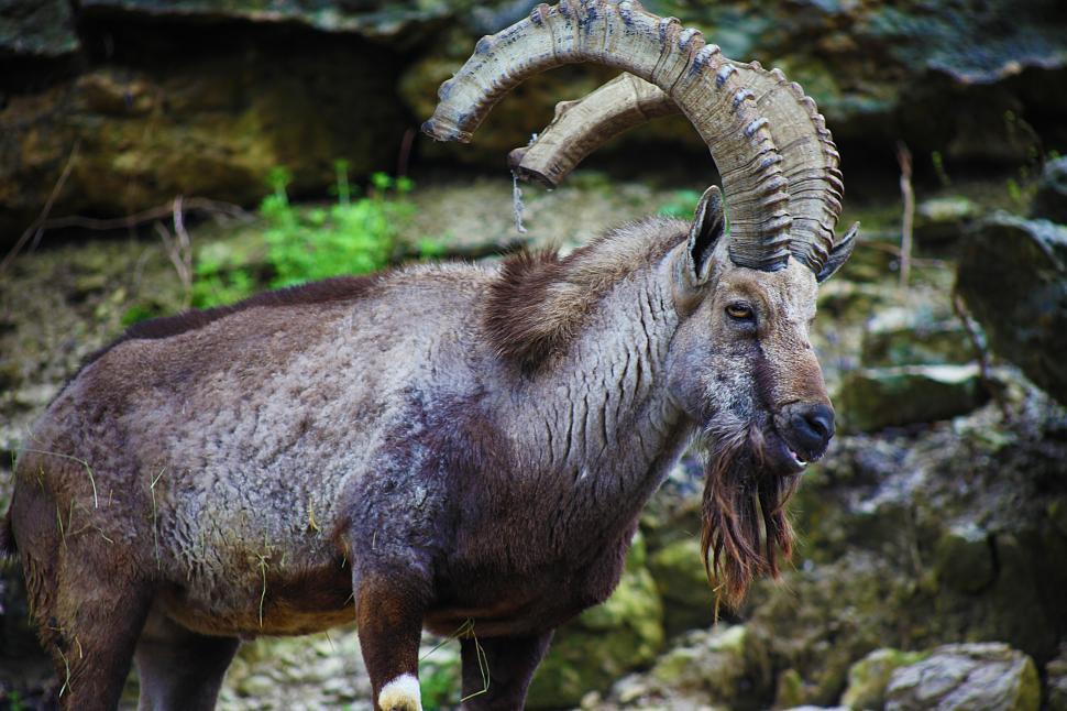 Free Image of Mountain goat on rocks 