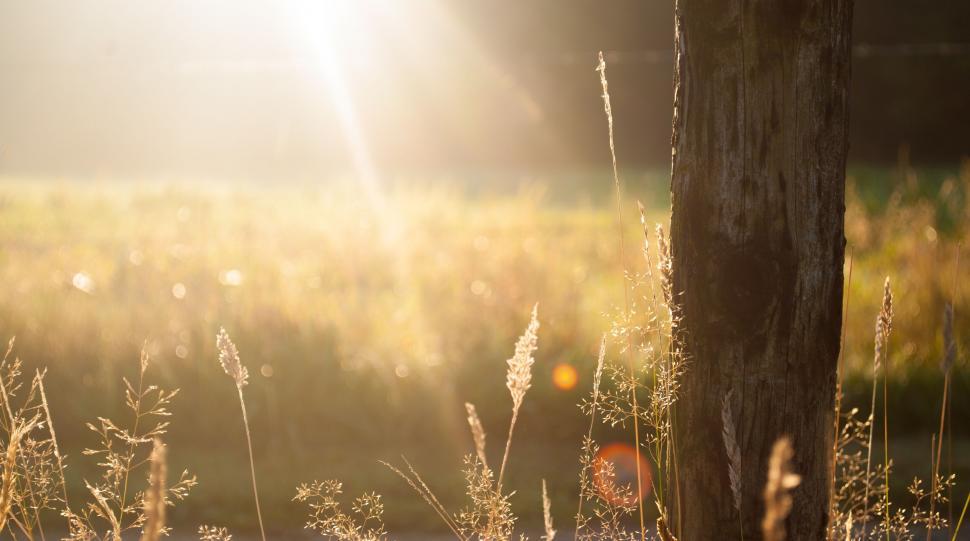 Free Image of Golden hour sunlight filtering through a field 