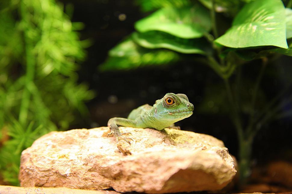 Free Image of Iguana on a rock 
