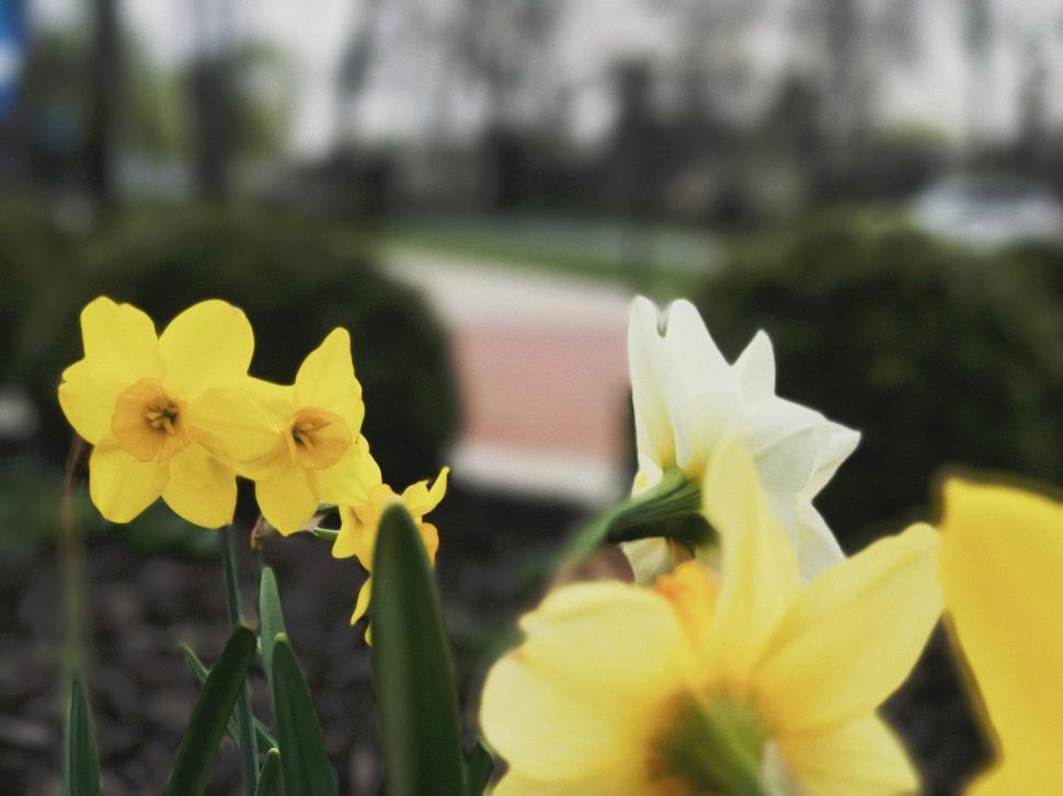 Free Image of Yellow daffodils close-up with blur background 
