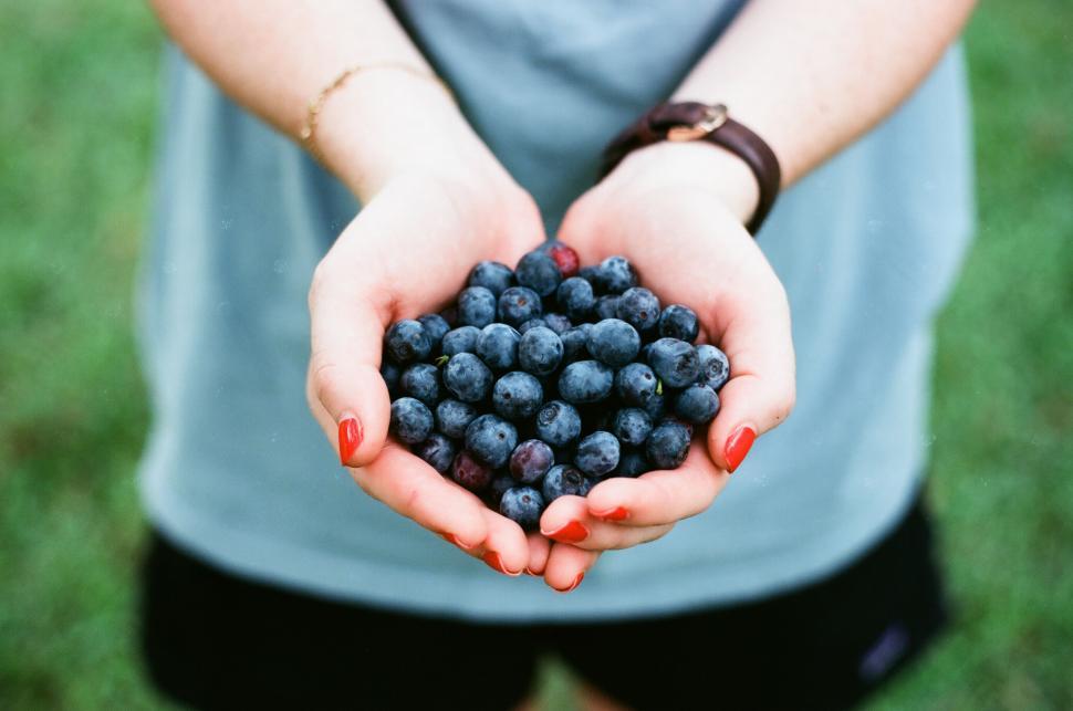 Free Image of Hands holding blueberries with green background 