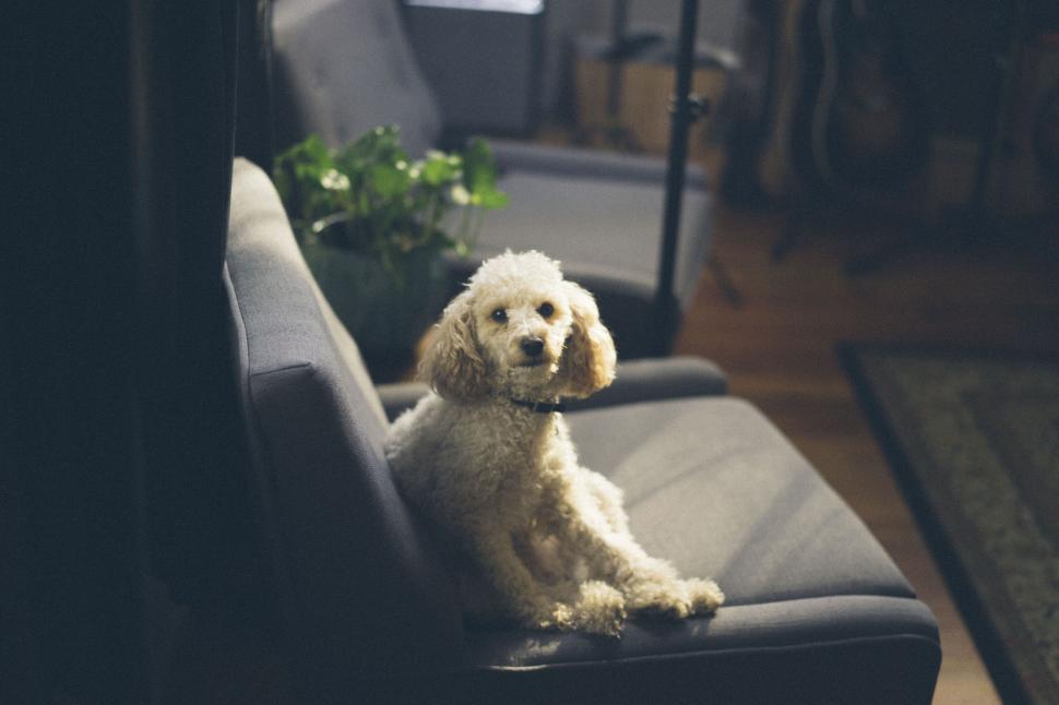 Free Image of Poodle seated on a chair indoors 