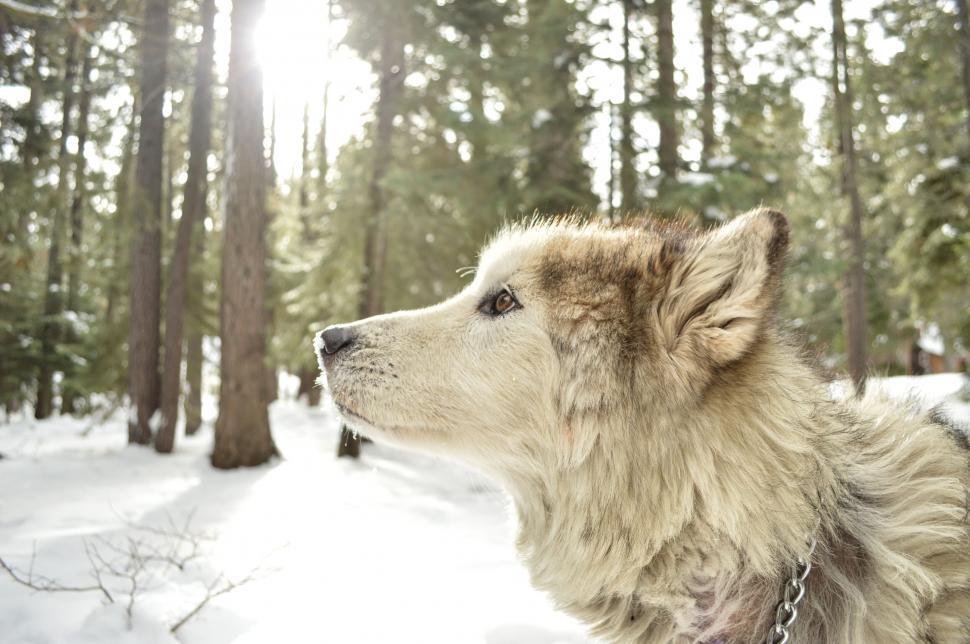 Free Image of Portrait of a fluffy Alaskan Malamute 