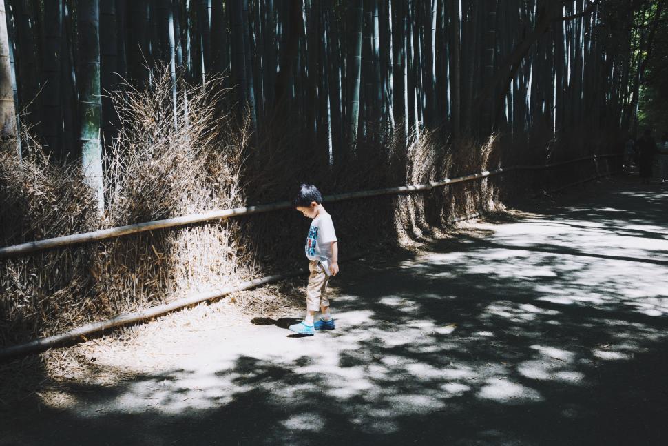 Free Image of Child in bamboo forest 
