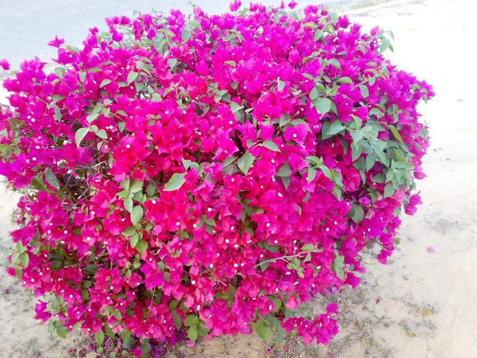Free Image of Pink Flowers 