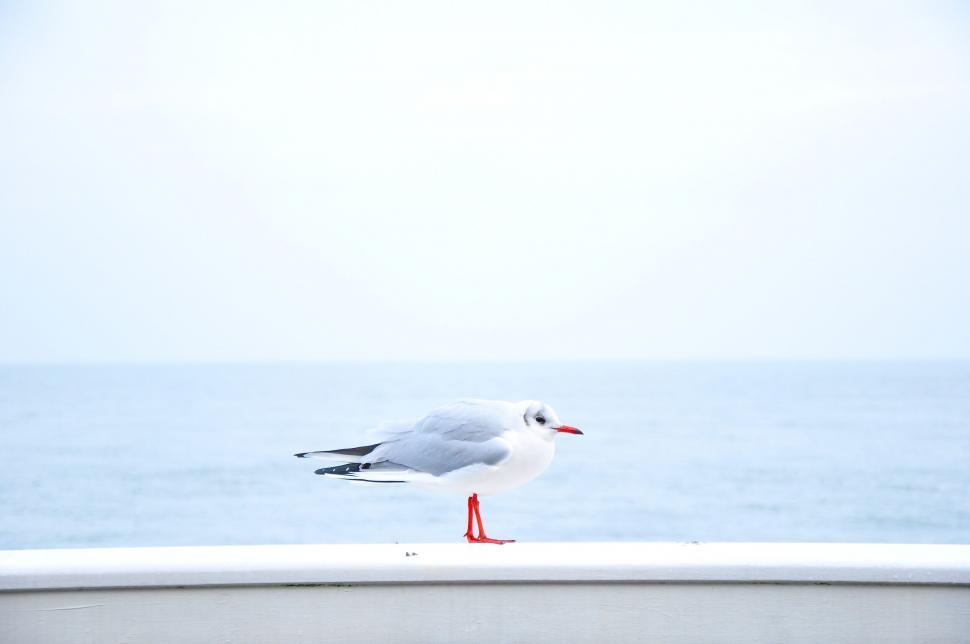 Free Image of Seagull against a serene sea backdrop 