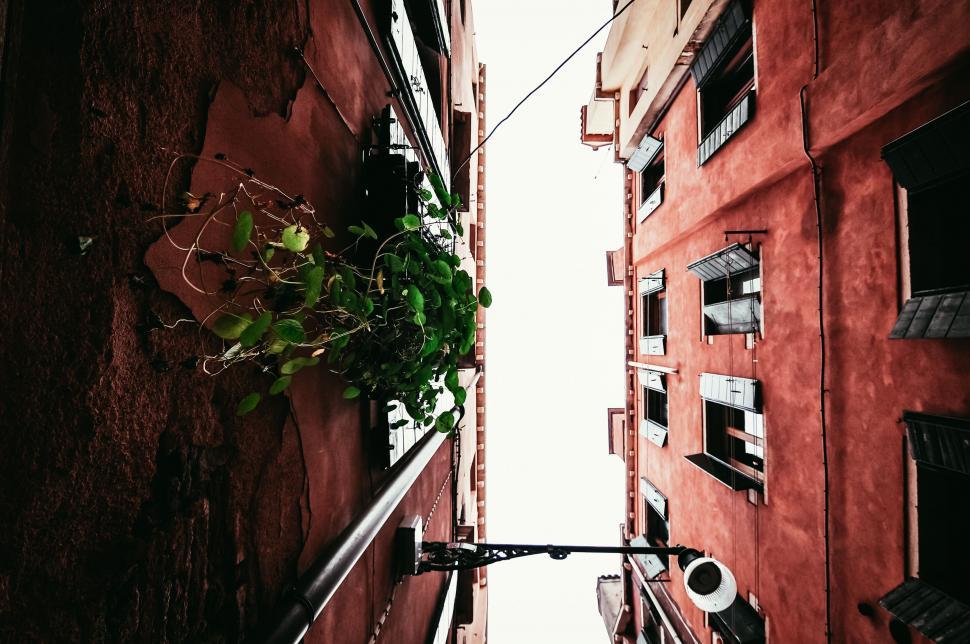 Free Image of Looking up at building facades and plant 