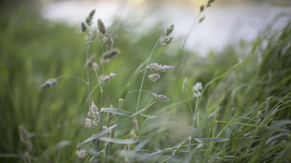 Free Image of Wild grasses and plants with a soft focus 