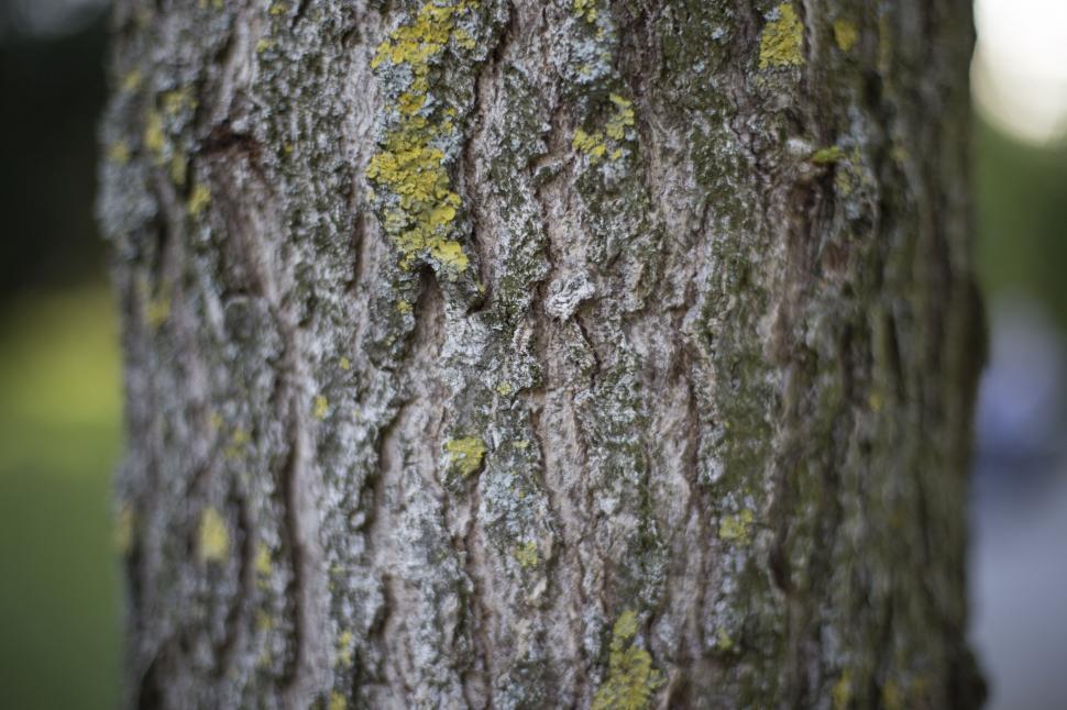 Free Image of Textured tree bark with moss growth 