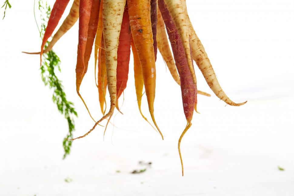 Free Image of Hanging colorful carrots with greens 