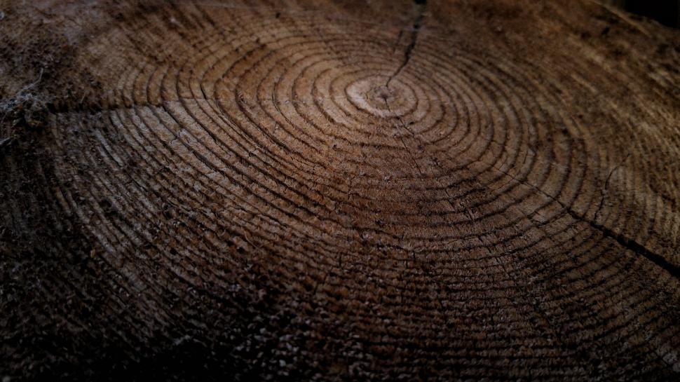 Free Image of Close-up of tree rings texture 