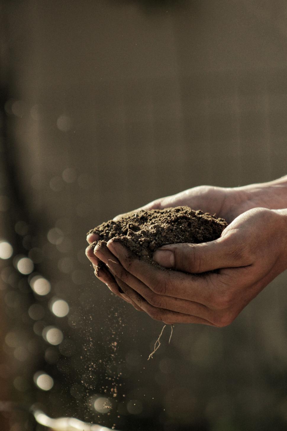 Free Image of Hands holding soil with sunlight 