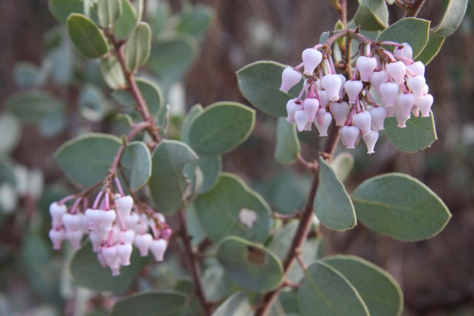 Free Image of manzanita blossoms 