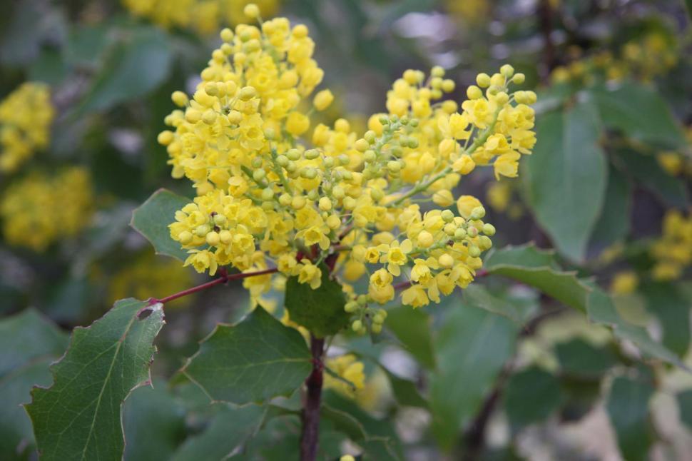 Free Image of Oregon grape 