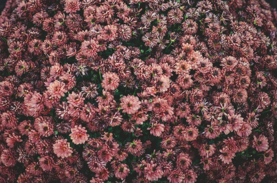 Free Image of Close-up of pink chrysanthemum flowers 