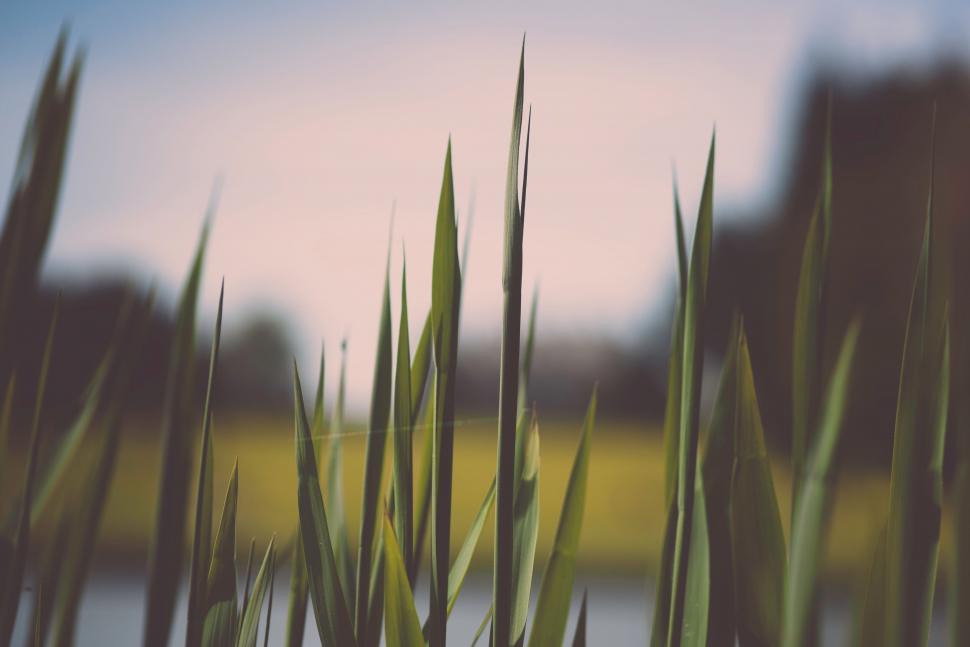 Free Image of Blurred reed grass against evening sky 