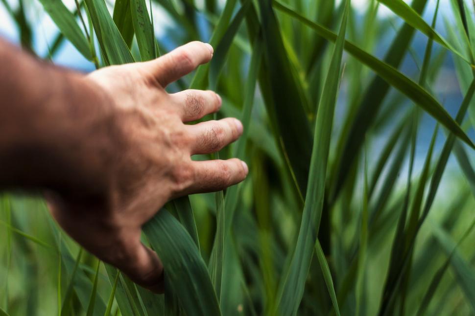 Free Image of Hand reaching through green grass blades 