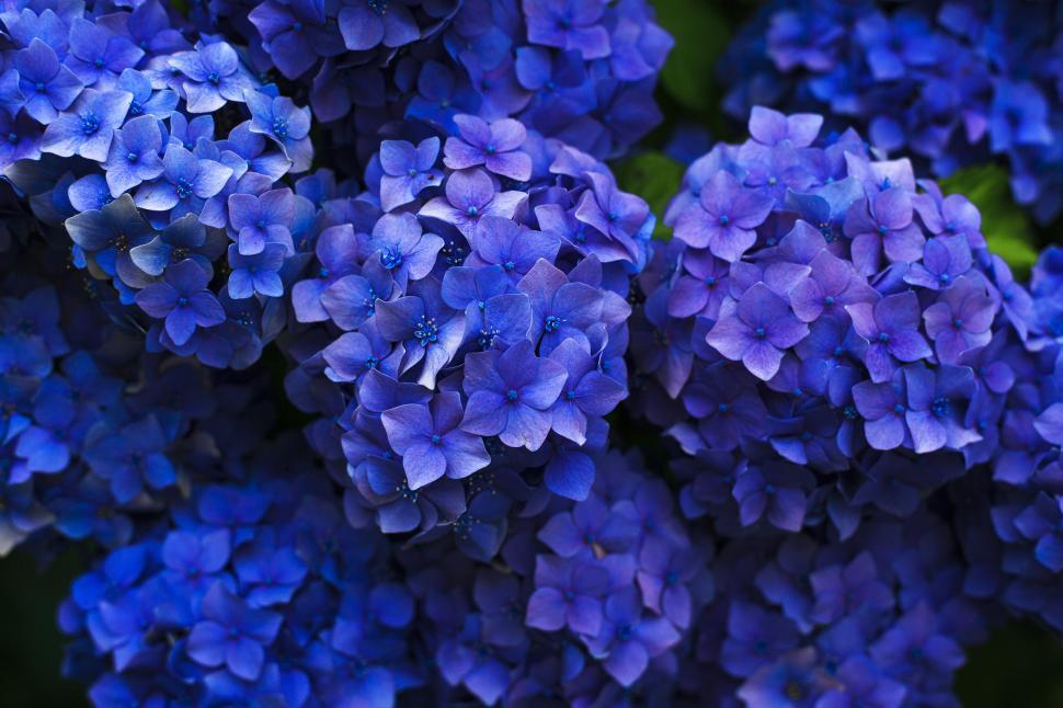 Free Image of Vibrant hydrangea flowers close-up 