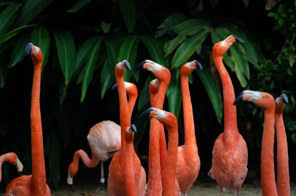 Free Image of Group of flamingos in a natural setting 