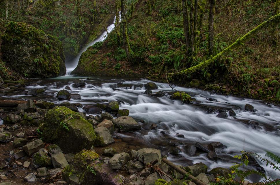 Free Image of Lush forest waterfall and stream 