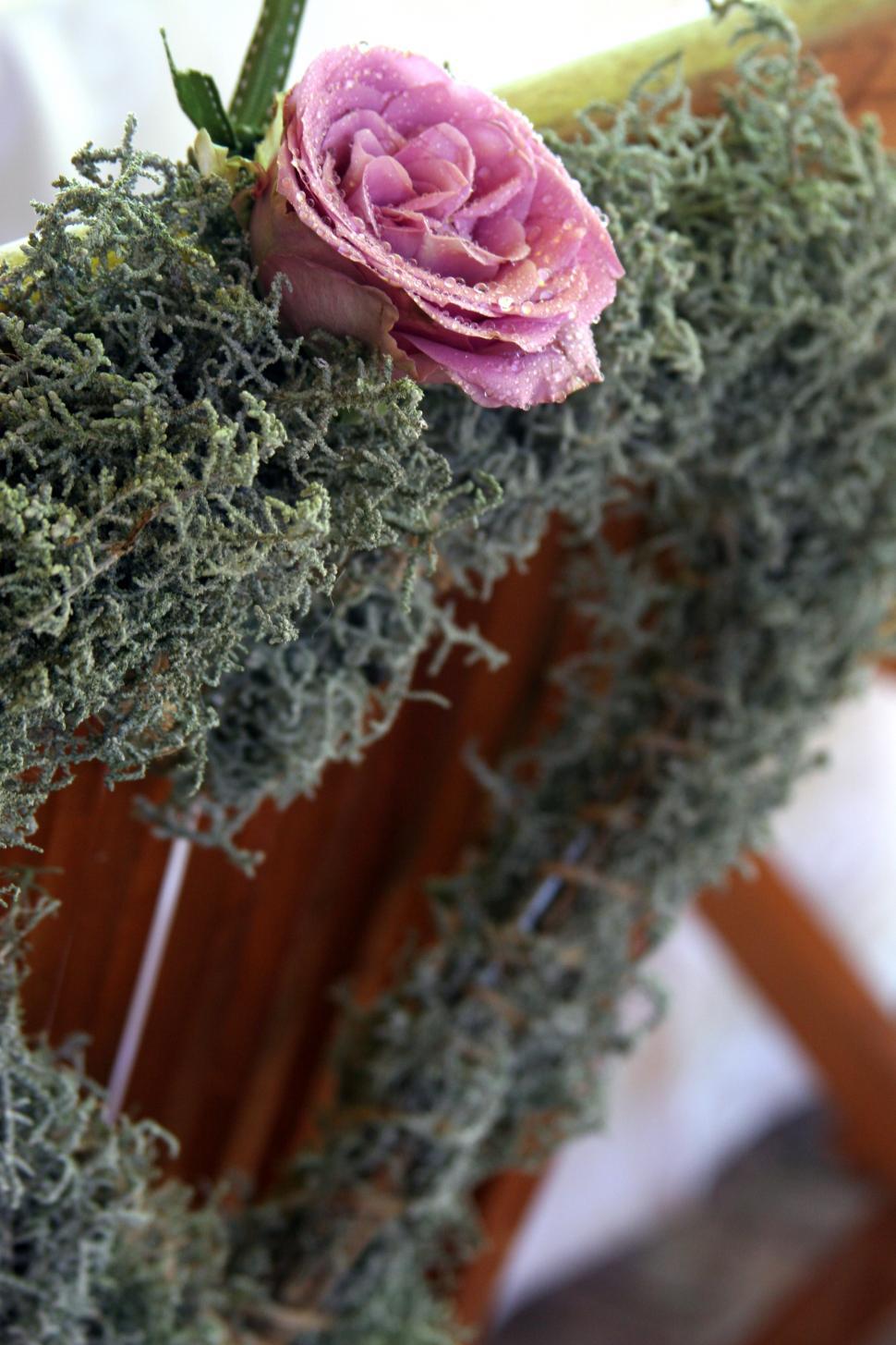 Free Image of Flowers 